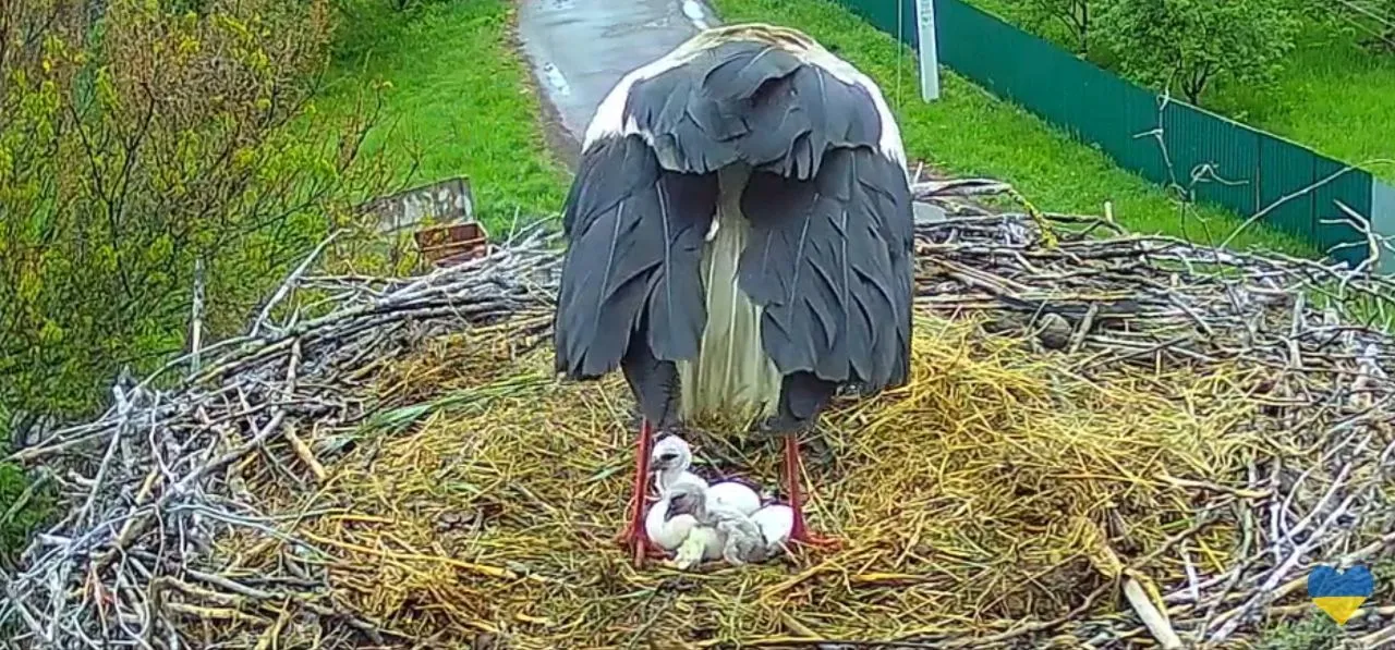 У пари лелек на Полтавщині вилупилися перші пташенята