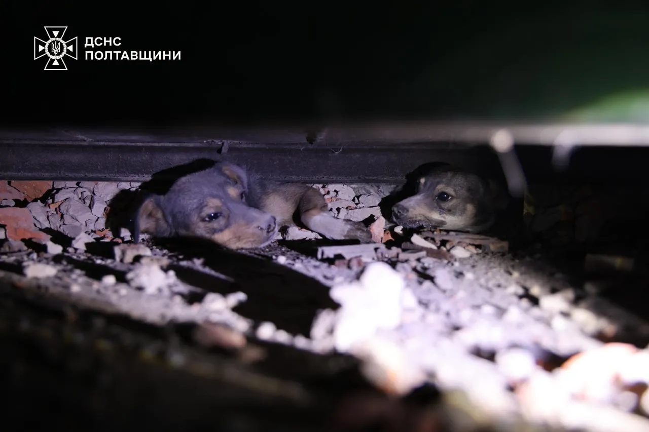 Надзвичайники врятували двох собак, що опинилися під завалами після обстрілу Полтавщини