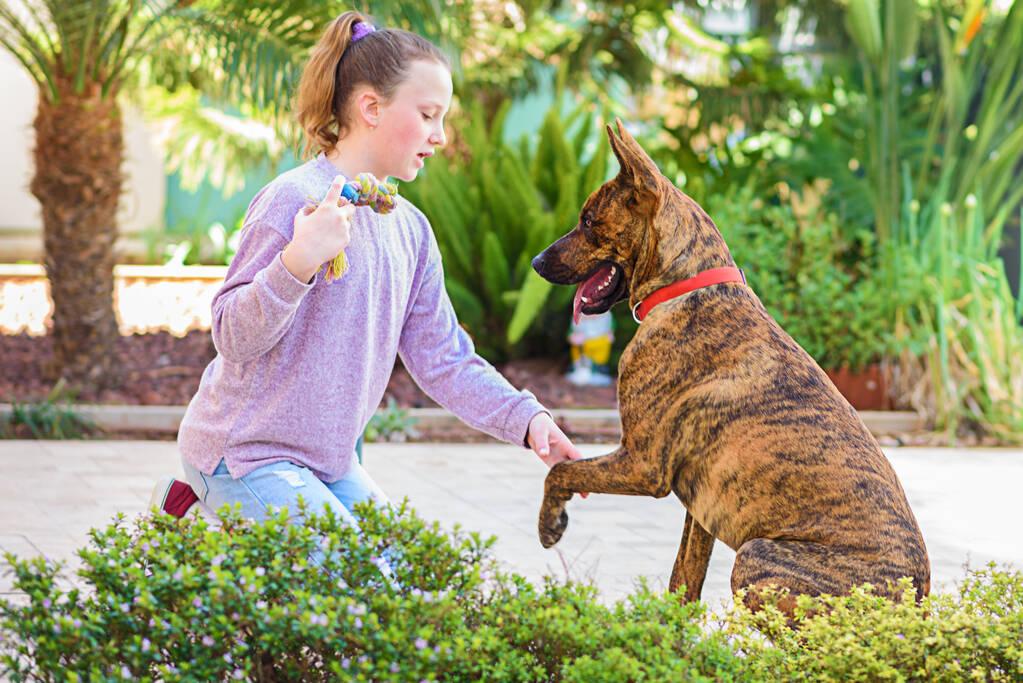 Чи безпечні нашийники від бліх для цуценят і вагітних собак?