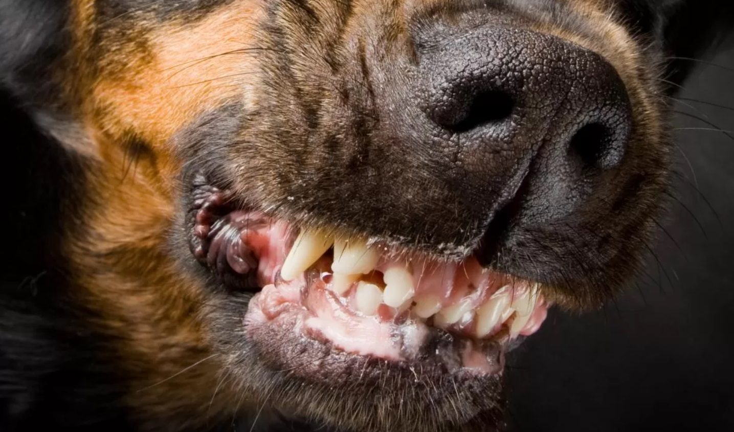 У Полтавській області безпритульний собака покусав двох дорослих та чотирьох дітей