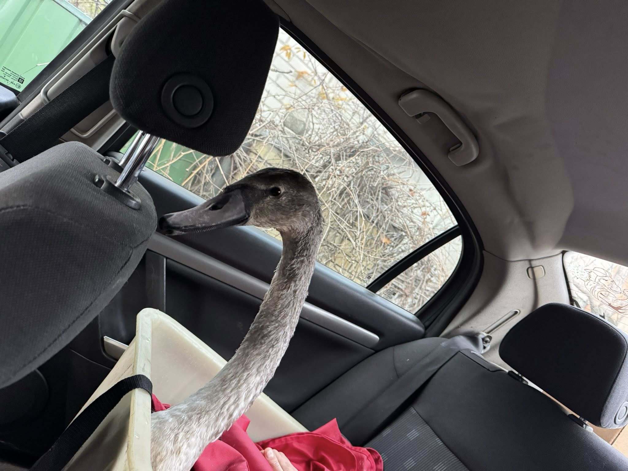 На Полтавщині випустили на воду лебедя, врятованого після ворожої атаки