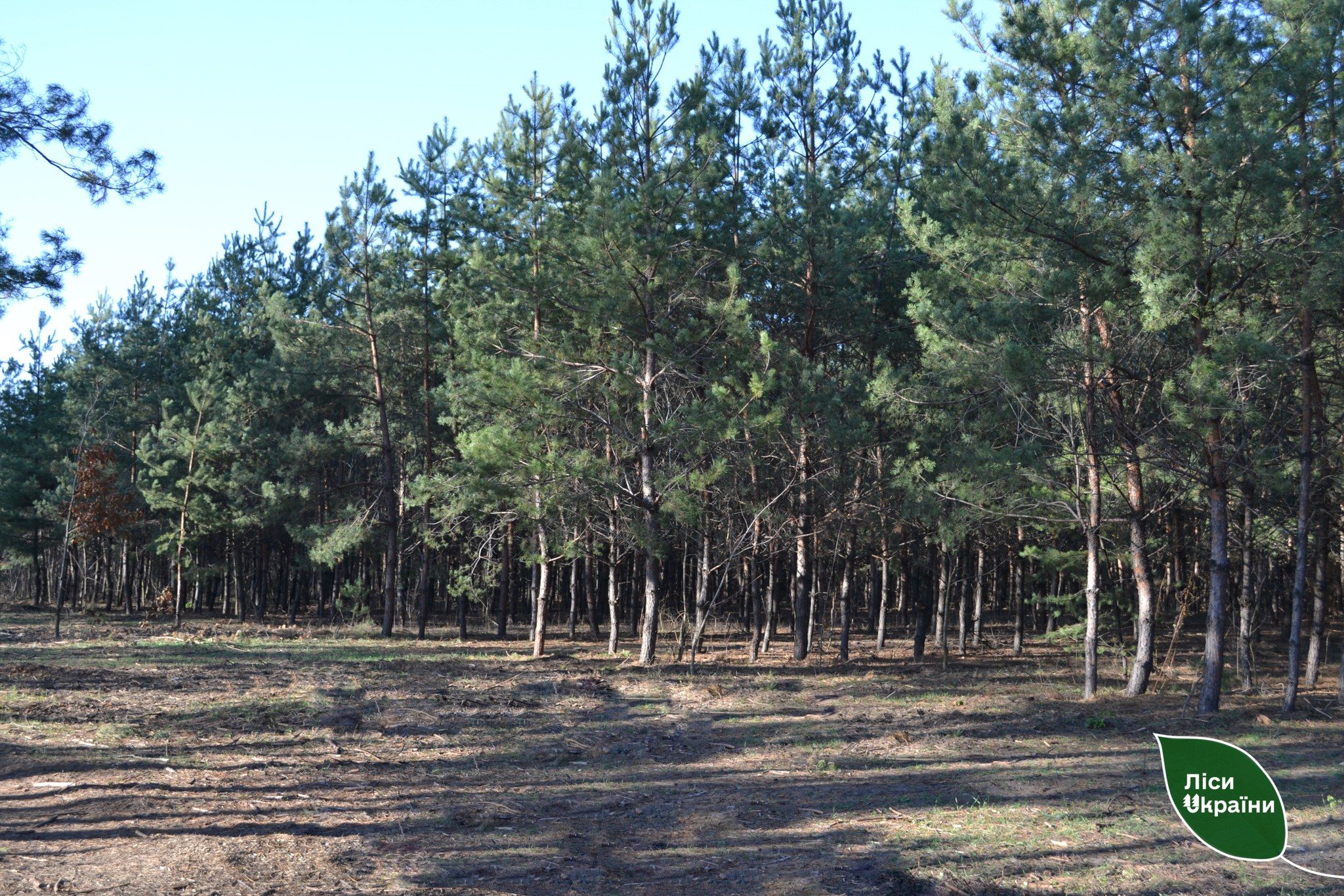 Цьогоріч на Полтавщині лісівникам вдалося скоротити площу лісових пожеж у 17 разів