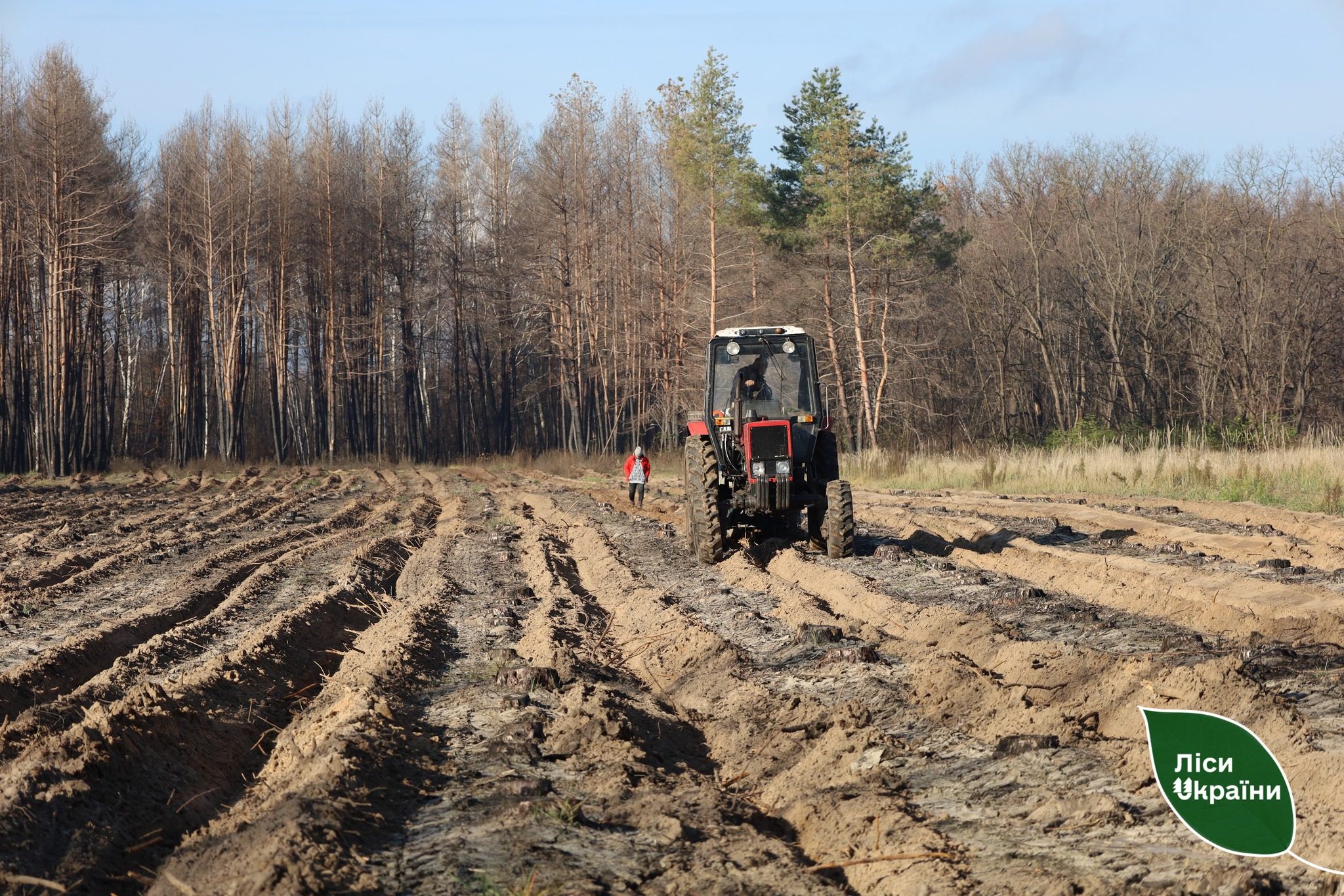 У Полтавській області відновили майже 50 гектарів лісу на місці торішньої пожежі