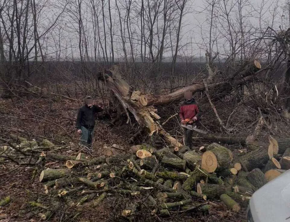 На Полтавщині виявили громадян, які незаконно спилювали дерева