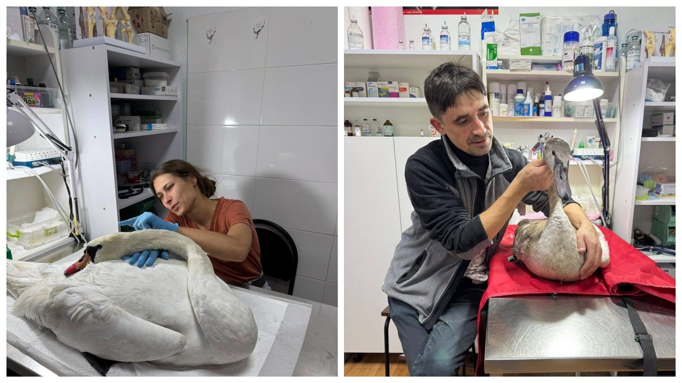 У Горішніх Плавнях ветеринари рятують лебедів та інших тварин зі всієї України