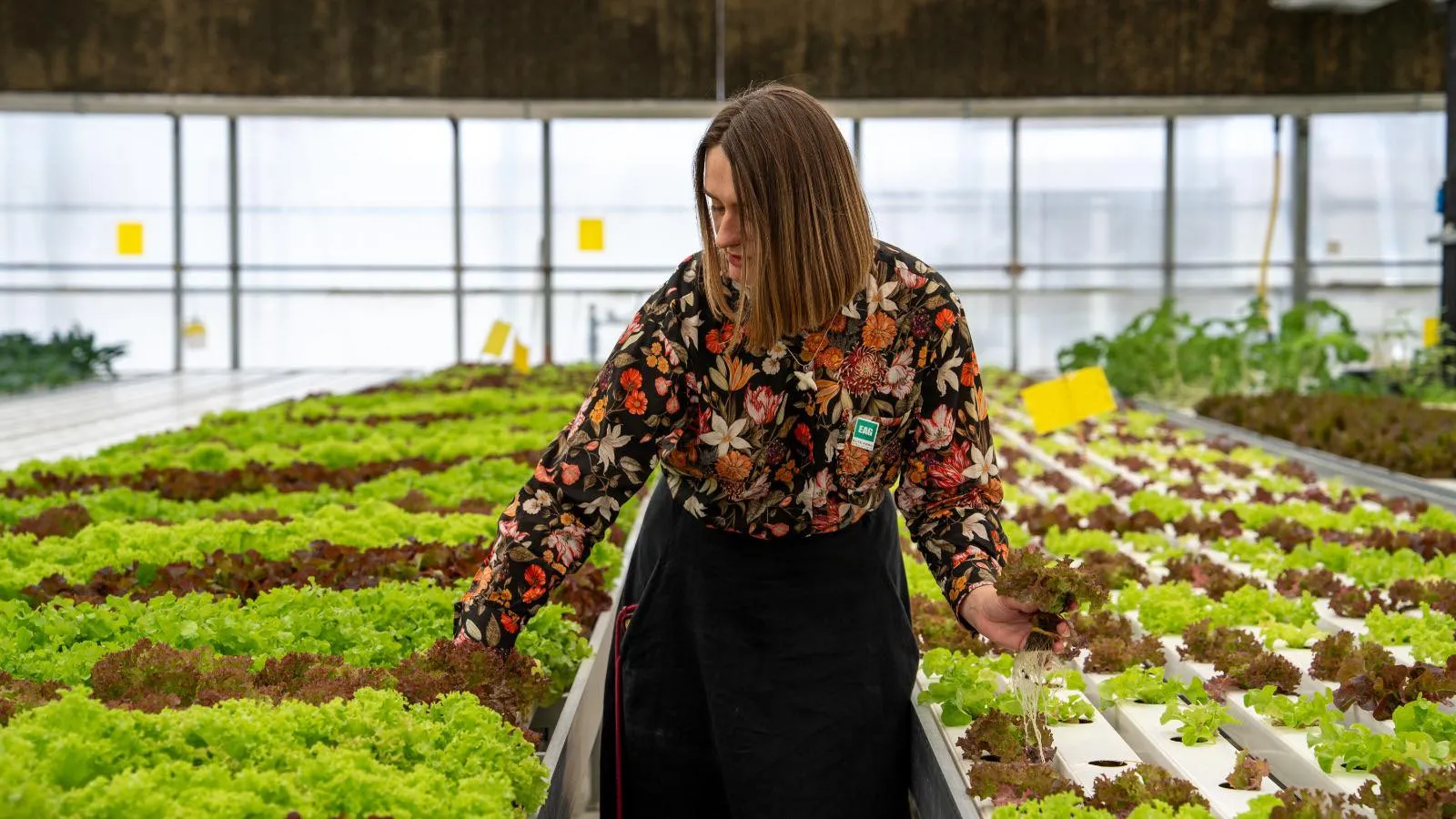 Полтавка Ольга Іващенко розповіла, як керує високотехнологічною фермою в Дубаї