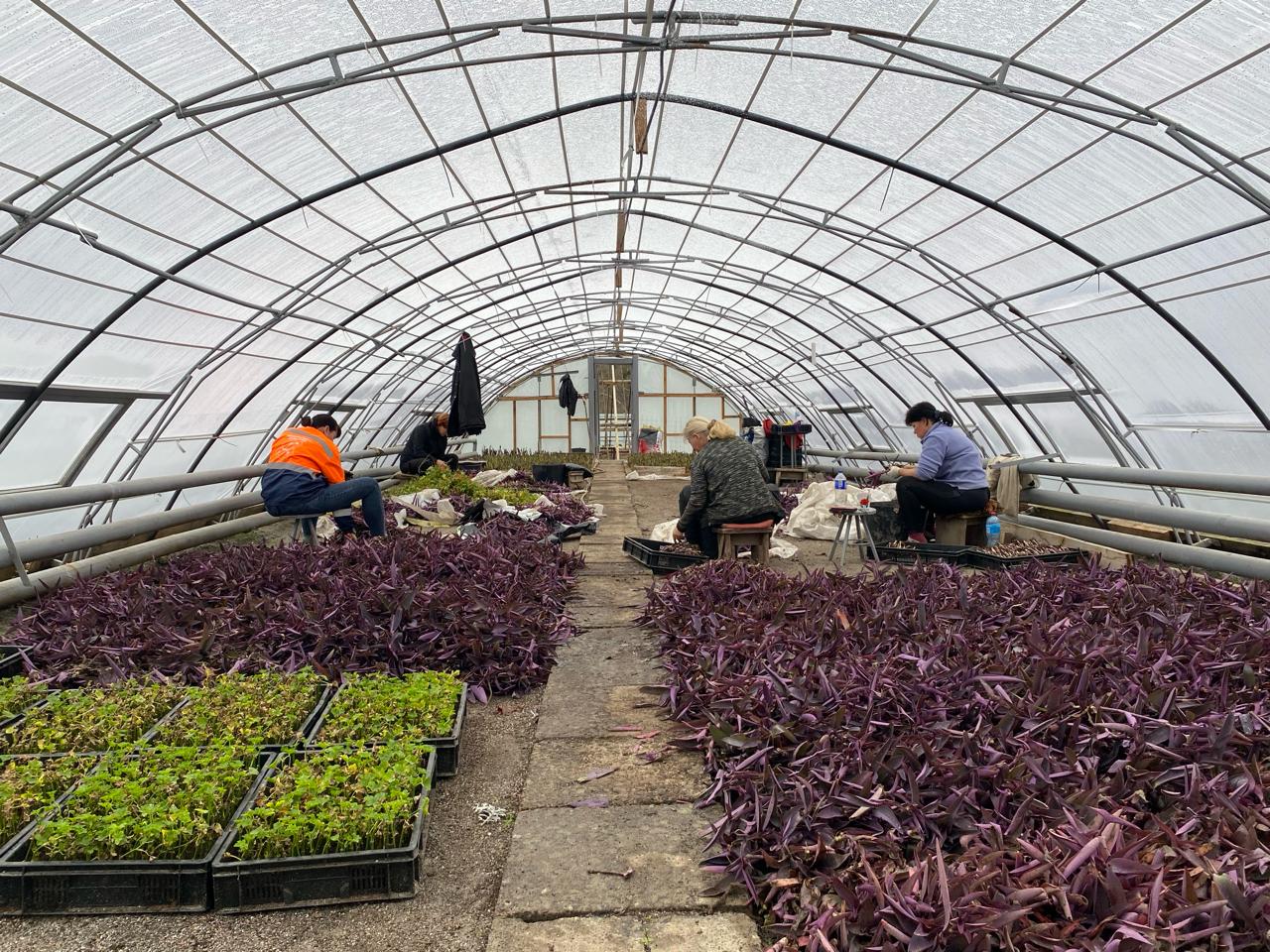 «Квіти – наша душа». Як відновлюють теплиці «Декоративних культур» після ворожого обстрілу