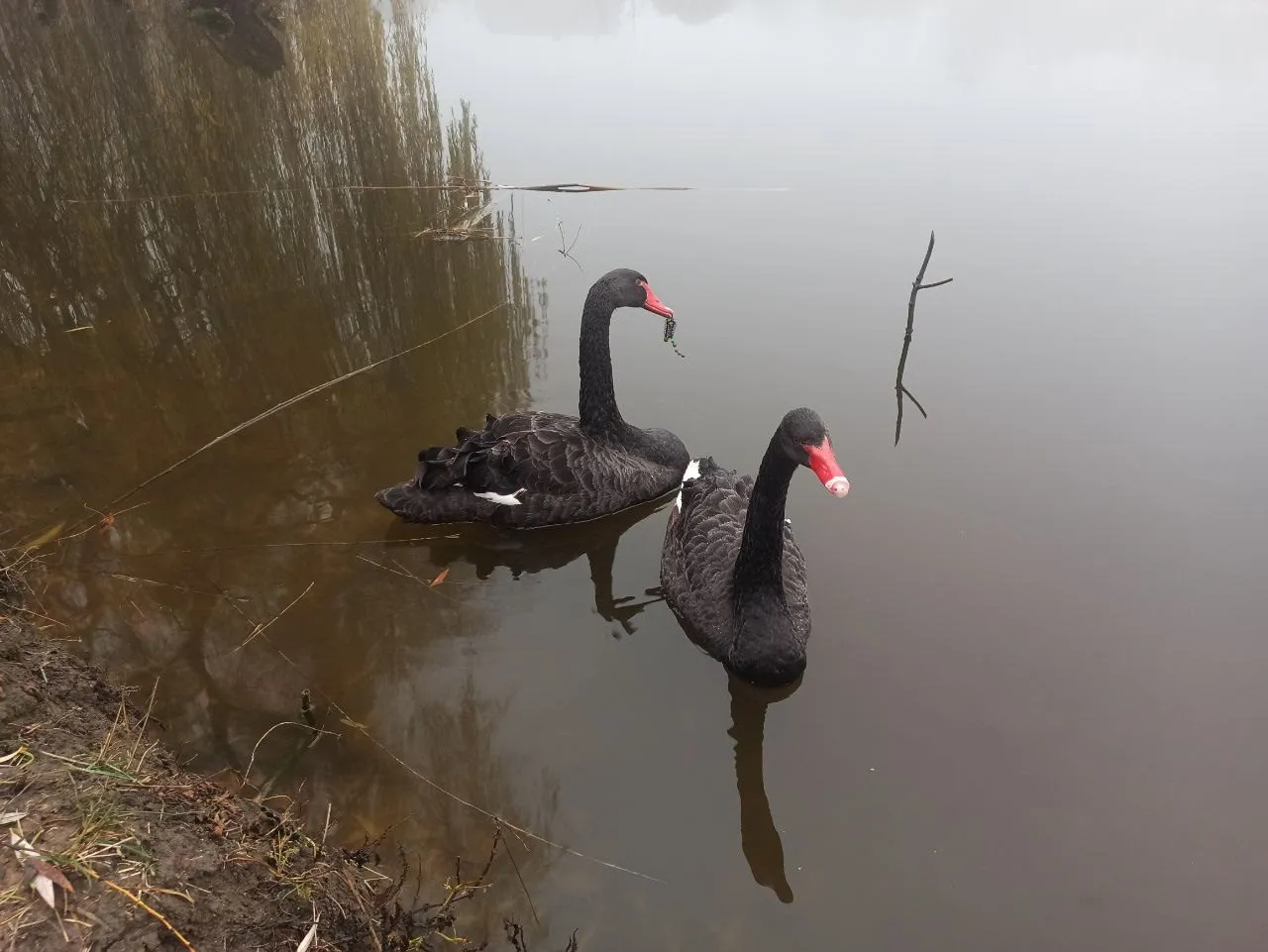 У полтавському дендропарку рятують лебедів, які, ймовірно, проковтнули рибальські гачки