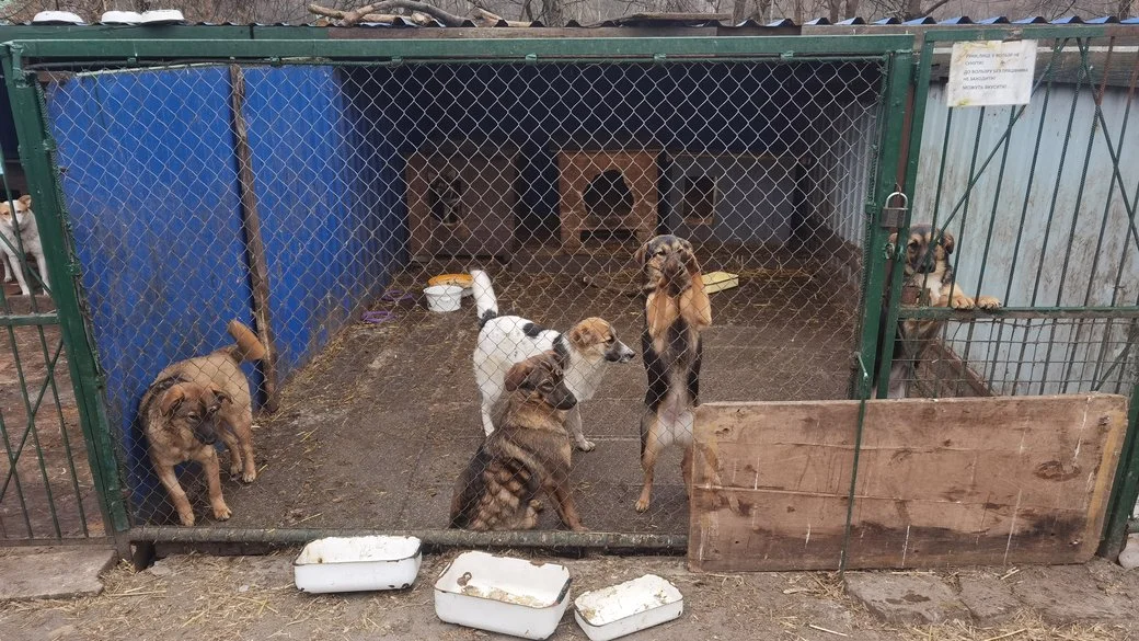 Наступного року в Полтаві планують витратити понад 10 мільйонів гривень на бездоглядних тварин