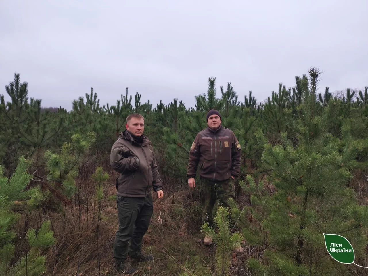 Оприлюднили перелік пунктів продажу ялинок від лісництв на Полтавщині