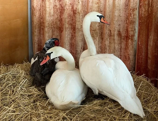 Лебедів з полтавського дендропарку забрали на зимівлю