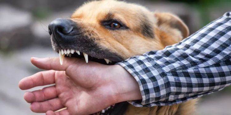 На Полтавщині підтвердили сказ у собаки, який напав на шістьох людей 