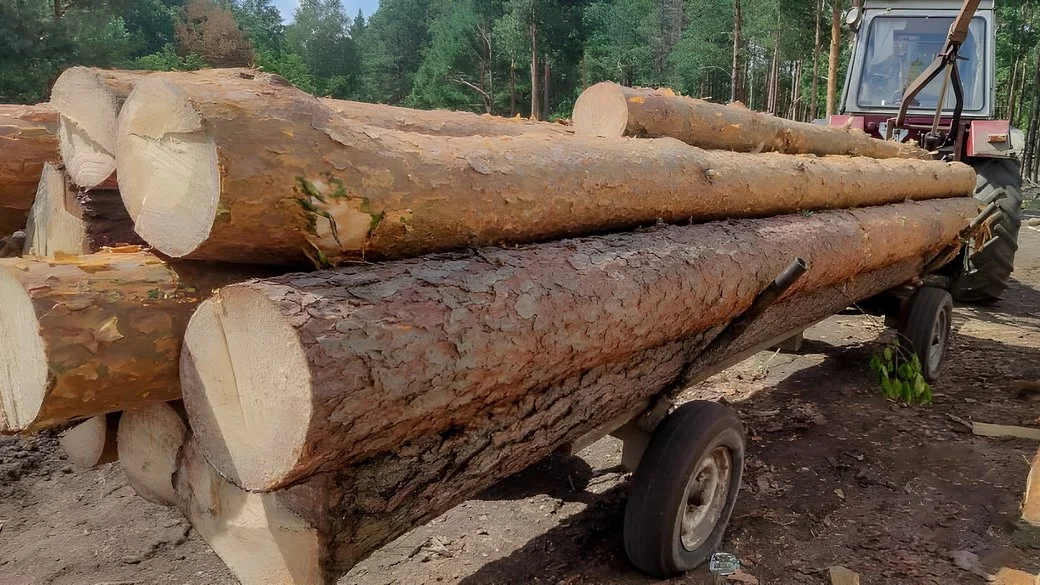 Понад 600 тисяч збитків: на Полтавщині незаконно вирубали майже 200 дерев