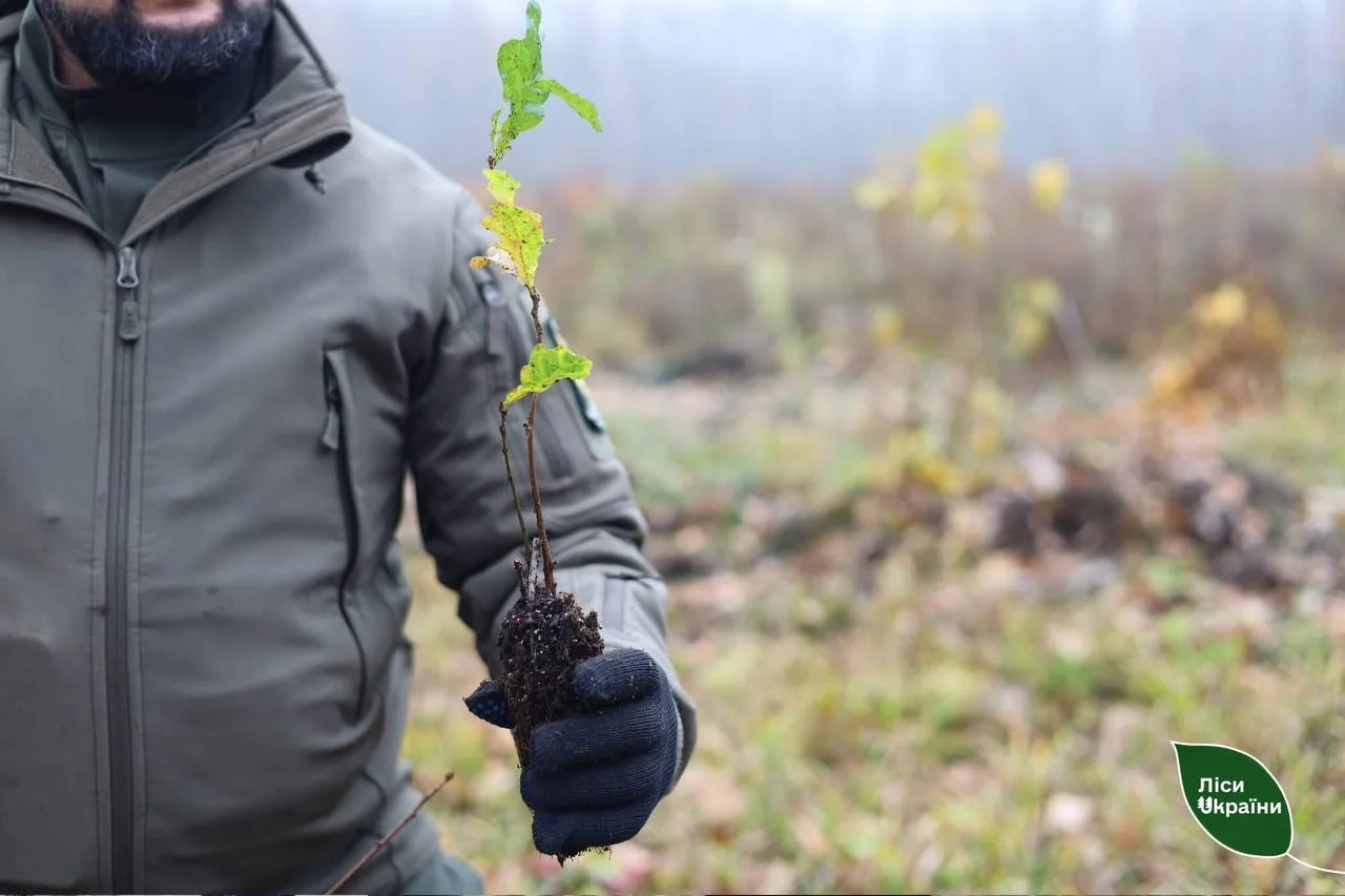 На Полтавщині висадили понад 1 000 гектарів лісу у 2025 році