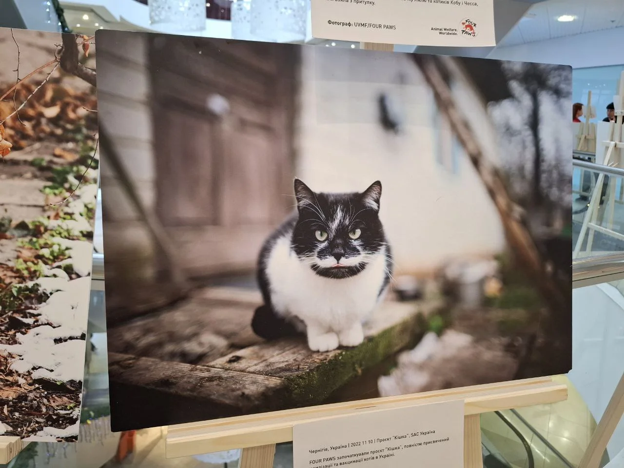 «Чотири лапи – тисяча історій» – у Полтаві відкрили фотовиставку про порятунок тварин
