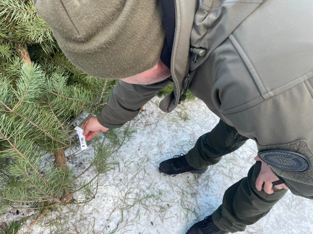 У Кременчуцькій громаді виявили незаконний продаж ялинок