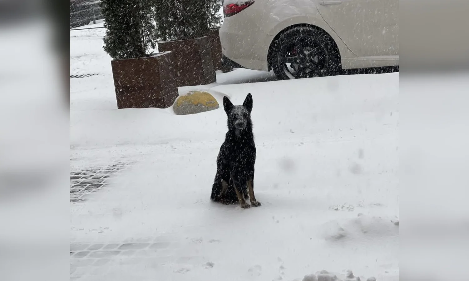 Зоозахисники просять мерів 15 міст, зокрема Полтави, дозволити вхід із тваринами до місцевих закладів