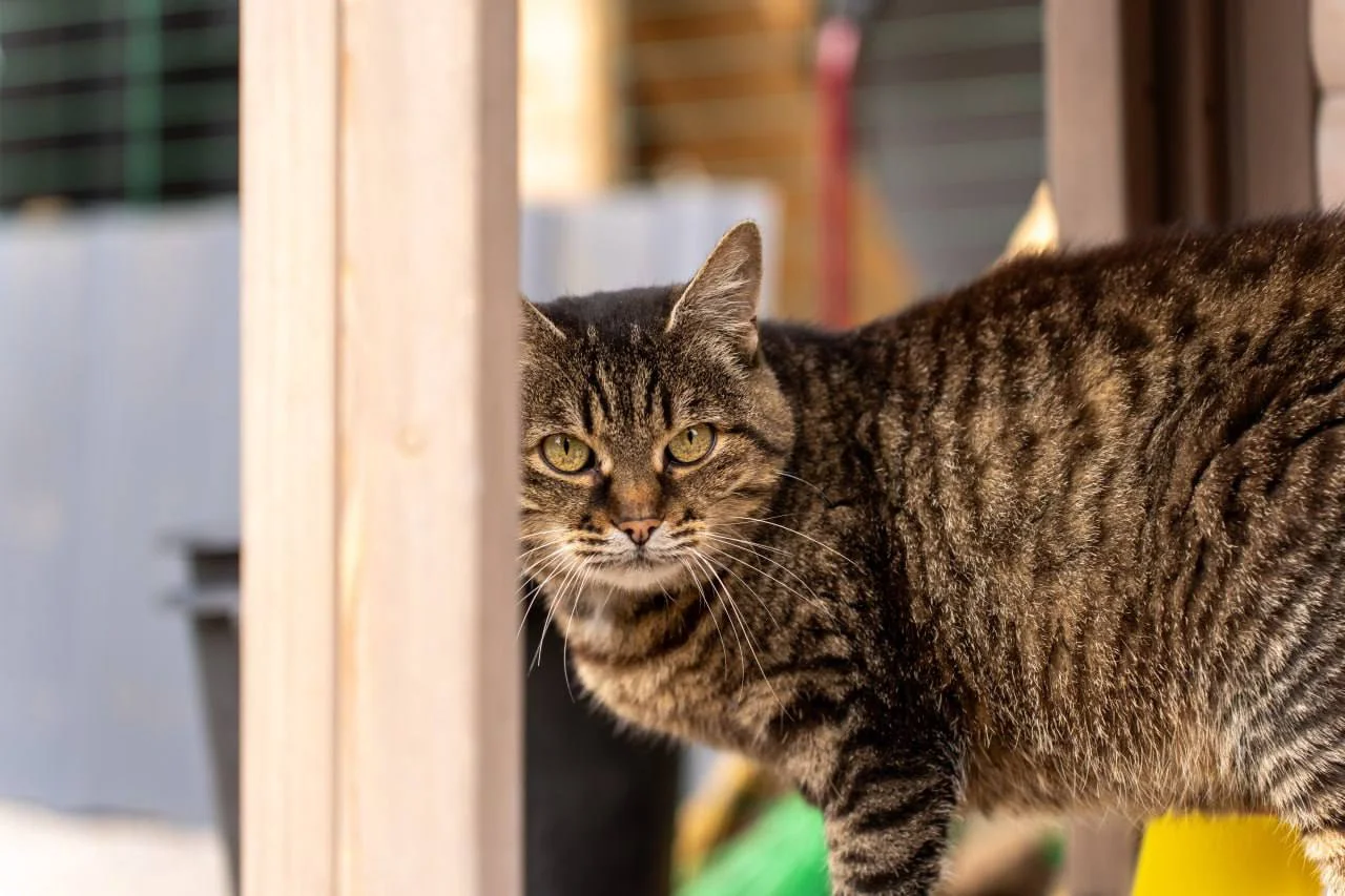 У Полтавській громаді за рік прилаштували 129 безпритульних тварин