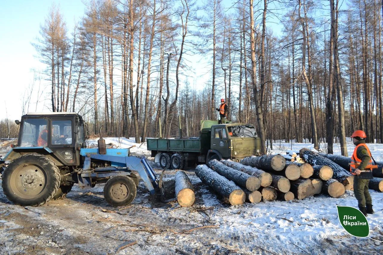 На Полтавщині стартувала заготівля деревини