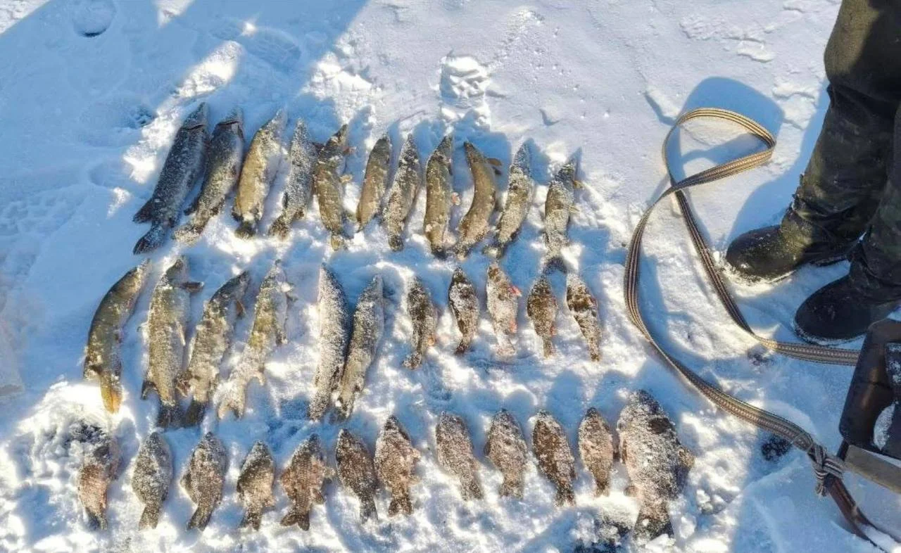 На Полтавщині викрили незаконний вилов риби на понад 330 тисяч гривень