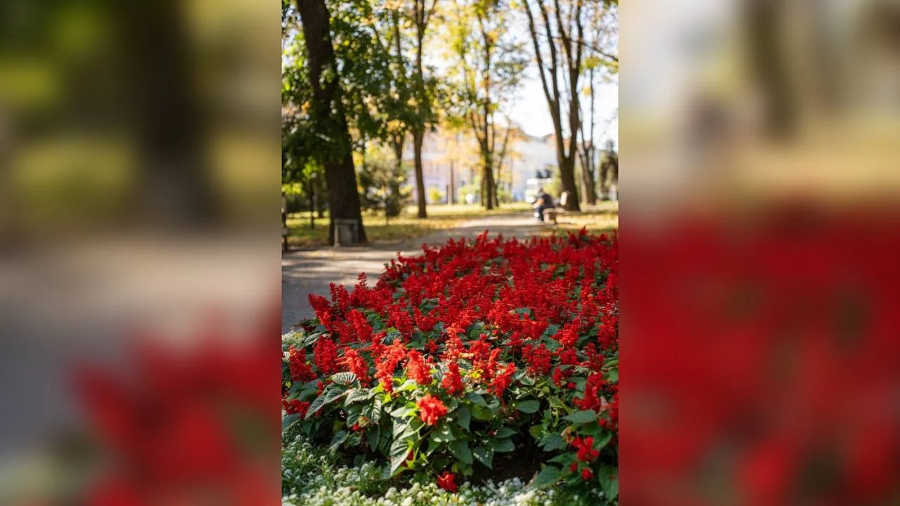У Полтаві в теплицях КП «Декоративні культури» вирощують близько шести тисяч сальвій