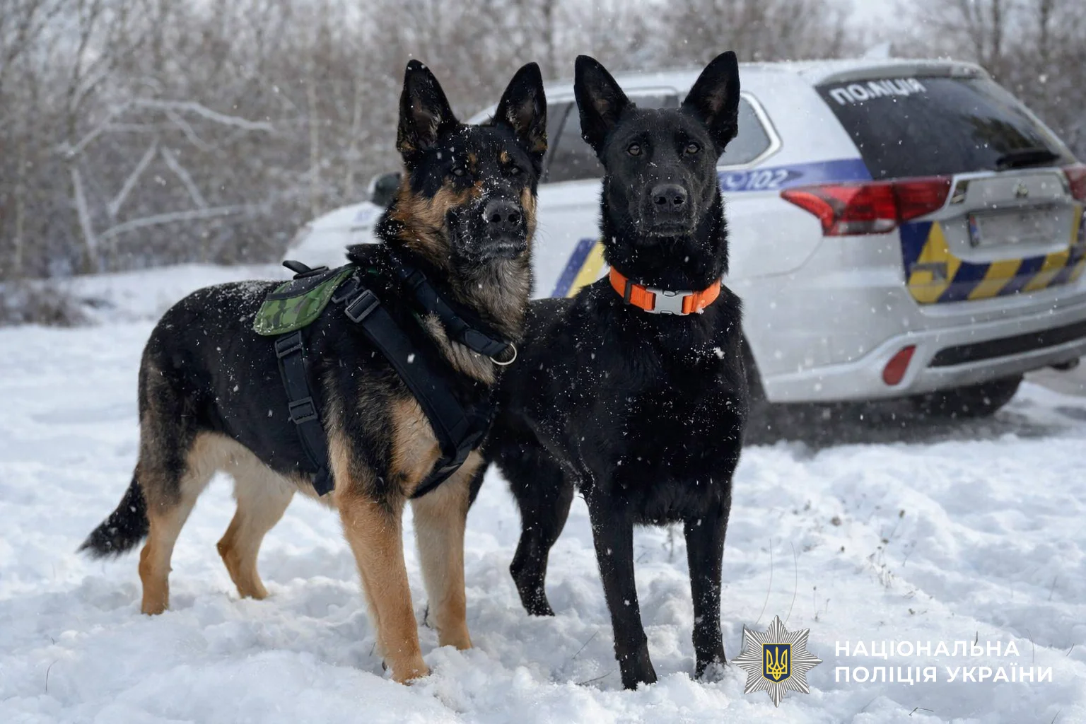 На Полтавщині службові собаки допомогли поліціянтам оперативно знайти підозрюваного у крадіжці