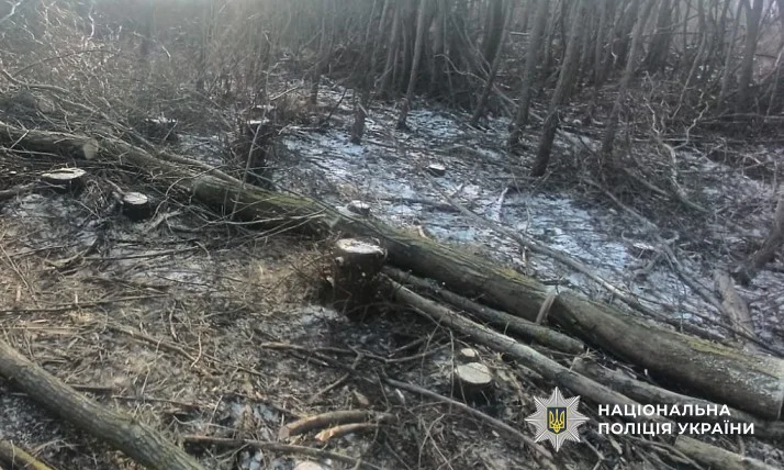 У Полтавській області виявили незаконну порубку дерев