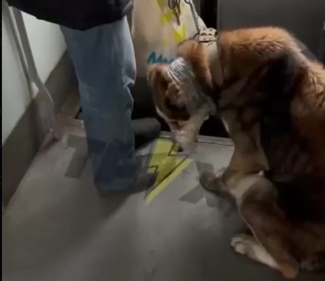 На Полтавщині поліція встановила чоловіка, який перевозив собаку зі скотчем на щелепах