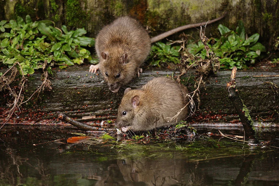 У Полтавській громаді виявили випадок лептоспірозу