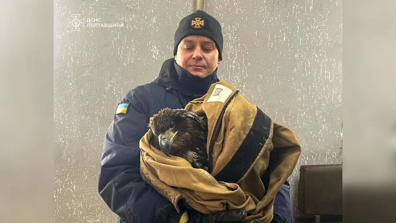 На Полтавщині рятувальники визволили примерзлого птаха