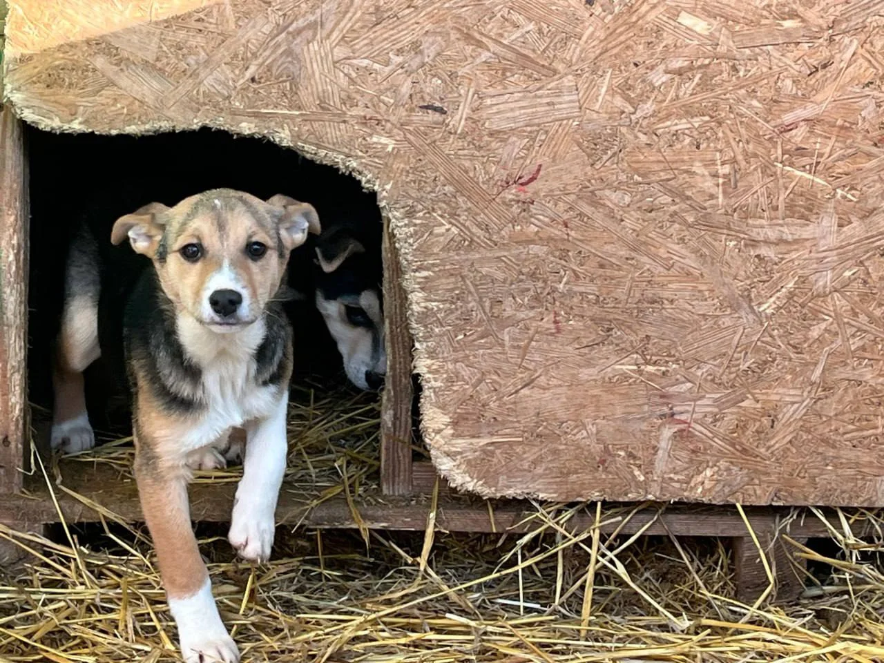 У Полтаві шукають родини для цуценят і кошенят з пункту перетримки