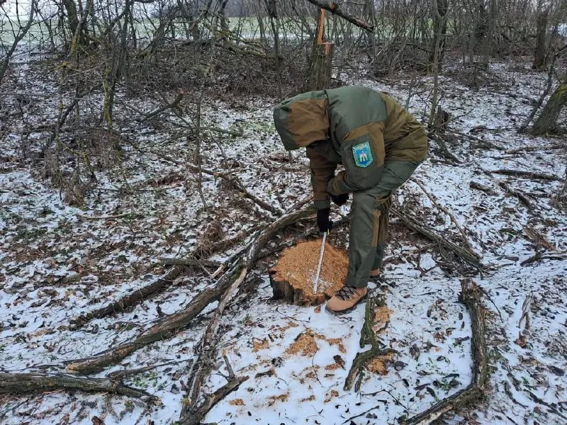 На Полтавщині незаконно вирубали 75 дерев