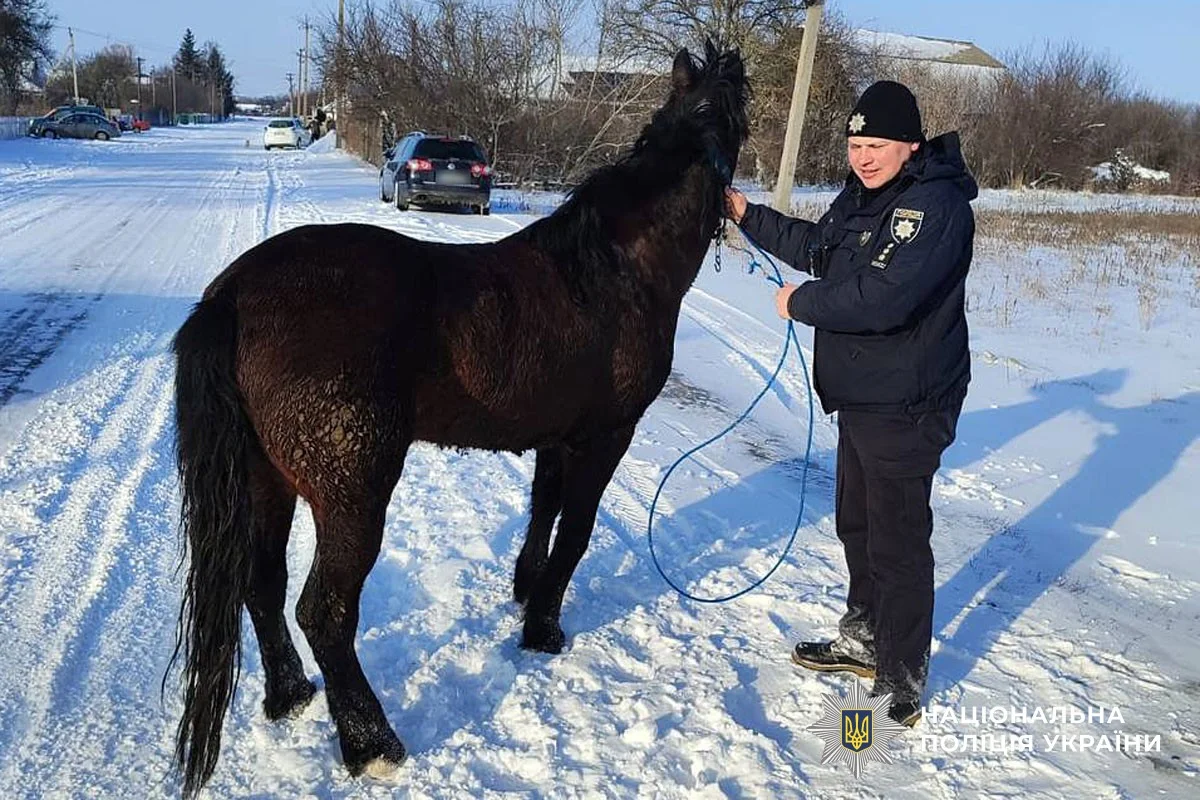 У Полтавській області врятували коня