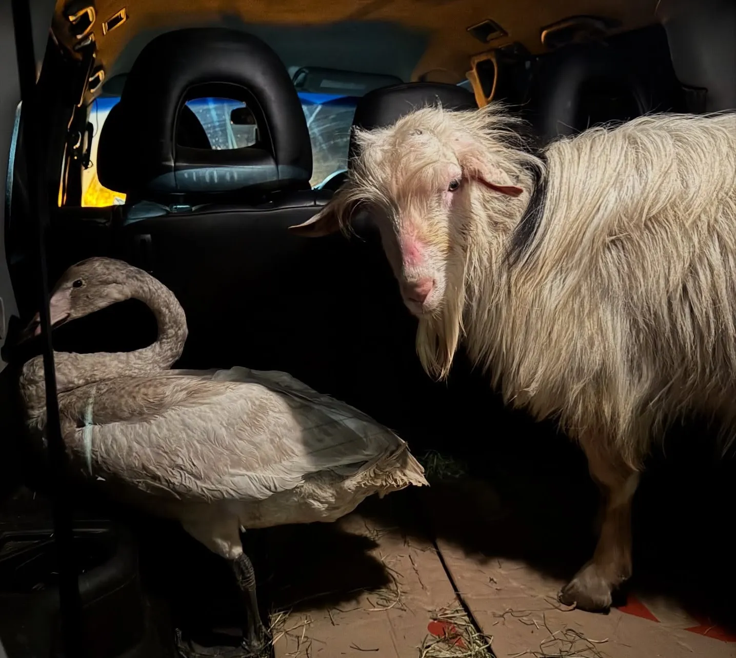 На Полтавщину евакуювали трьох тварин із запорізького напрямку