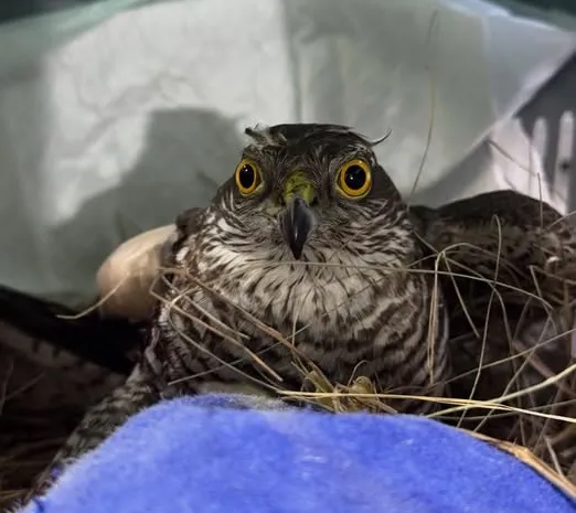 На Полтавщині врятували яструба-перепелятника