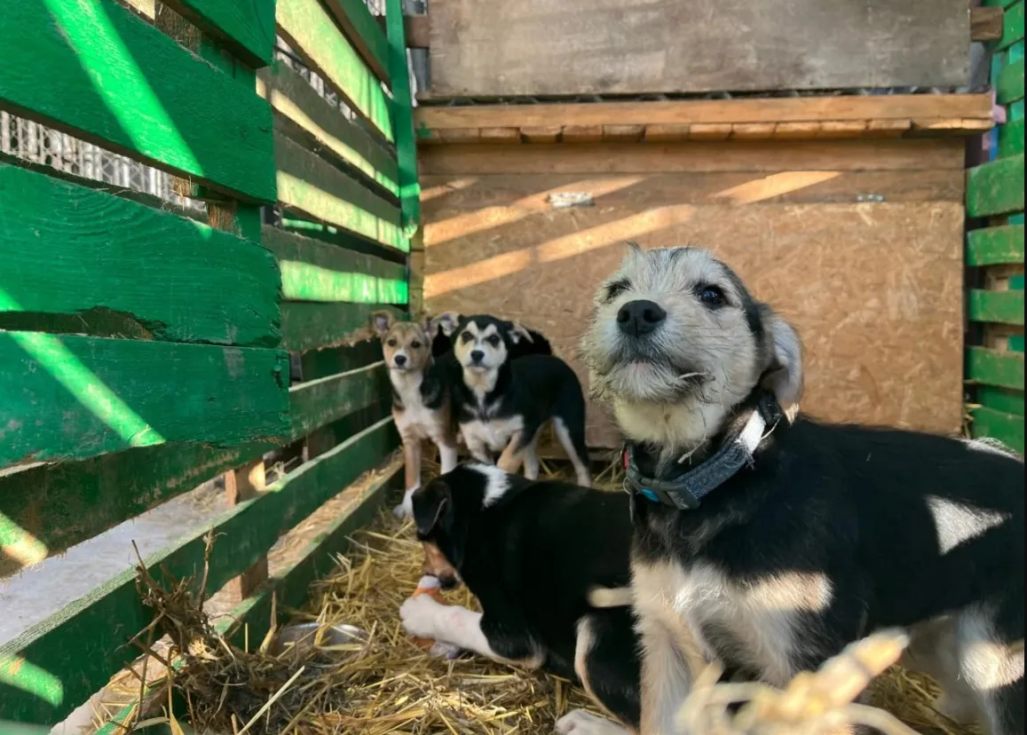 Полтавців запрошують на прибирання пункту перетримки безпритульних тварин