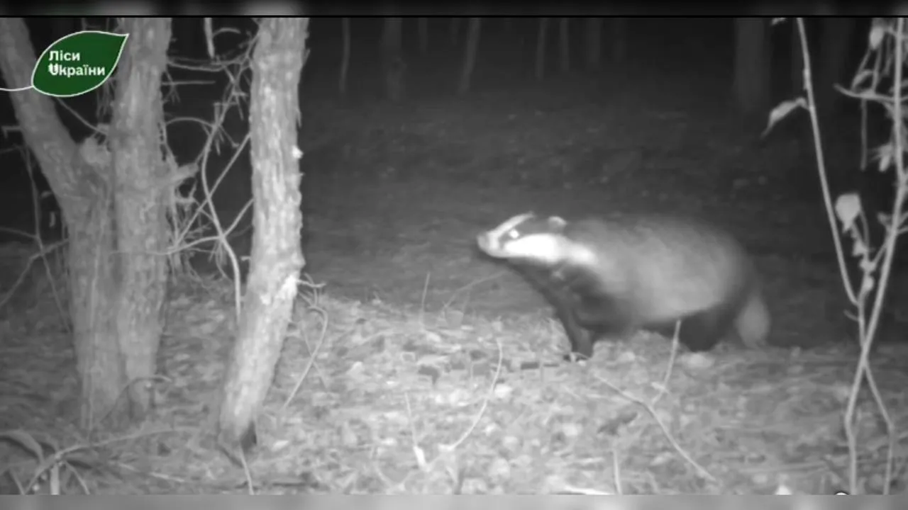 На Полтавщині після зими прокинувся борсук