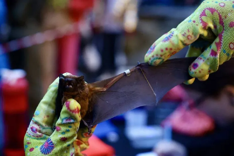 У Полтаві випустять близько 500 кажанів у природу