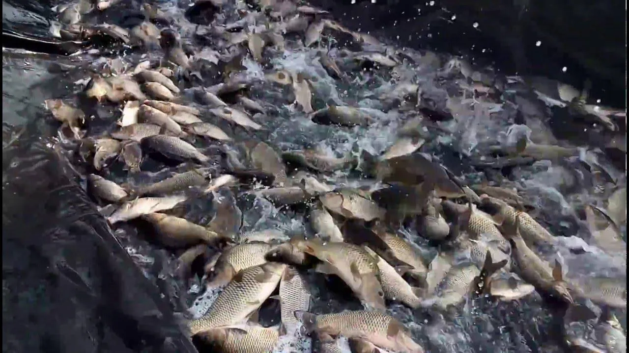 На Полтавщині з 10 квітня діятиме нерестова заборона на вилов риби