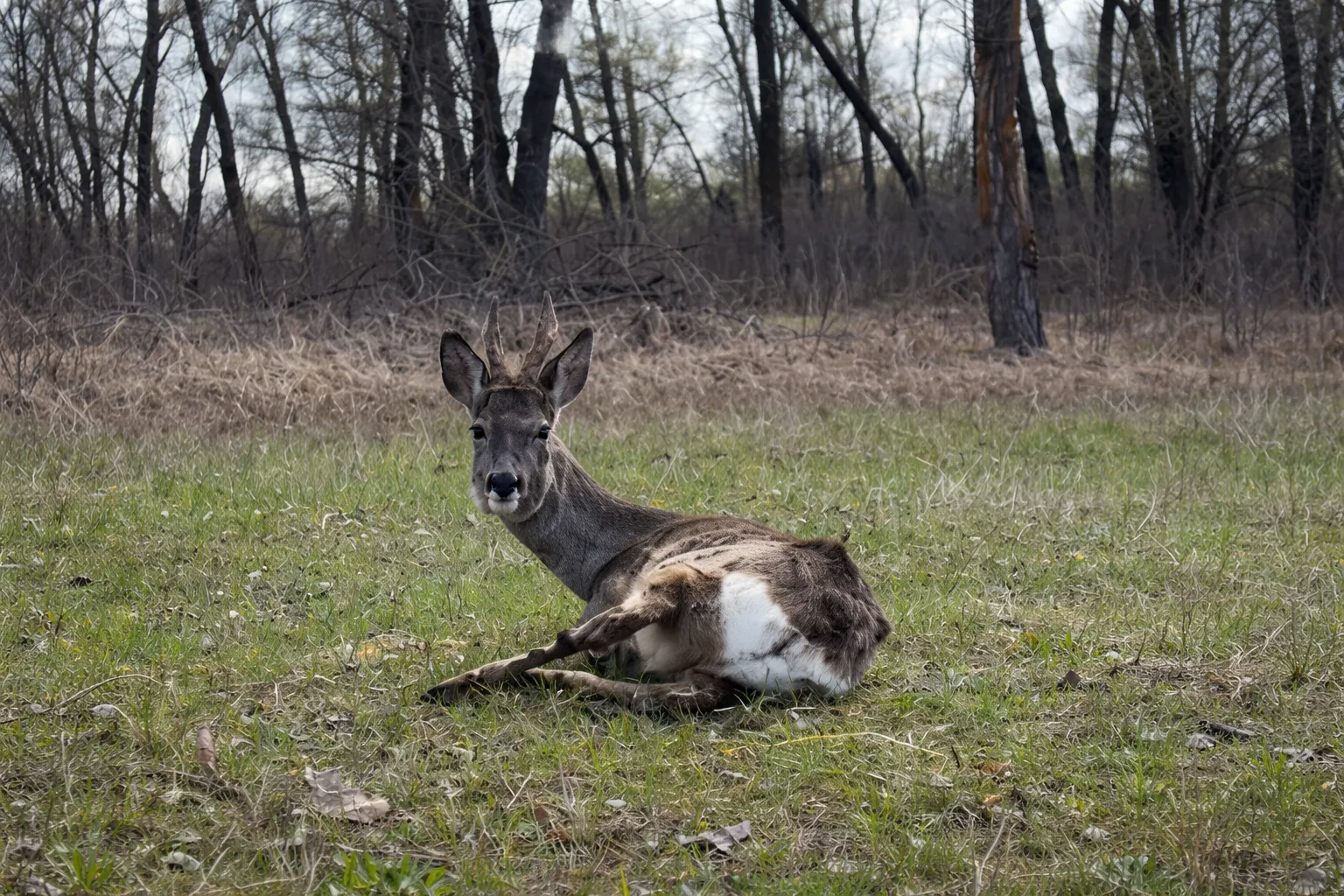 У природу після лікування випустили козулю, яку врятували неподалік Полтави