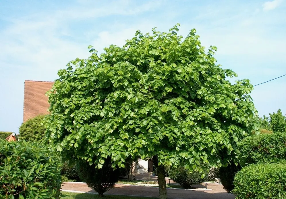 Для Полтави планують закупити 32 липи