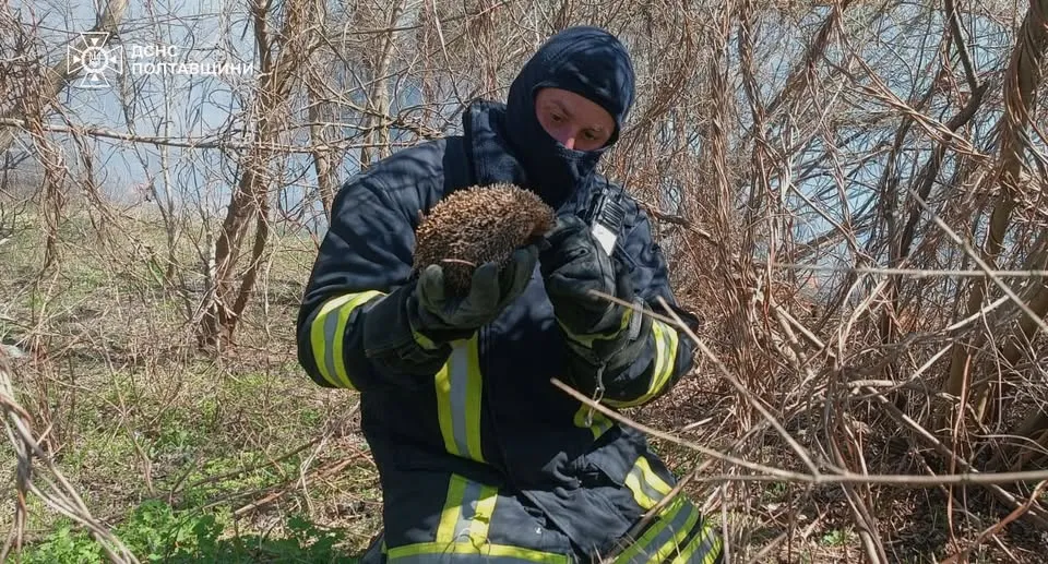 У Кременчуцькому районі з пожежі врятували їжака