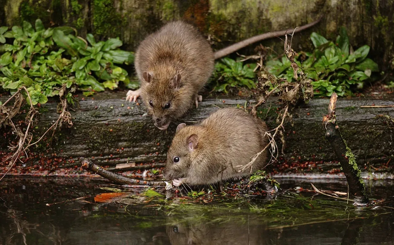 На Полтавщині зафіксували випадок лептоспірозу