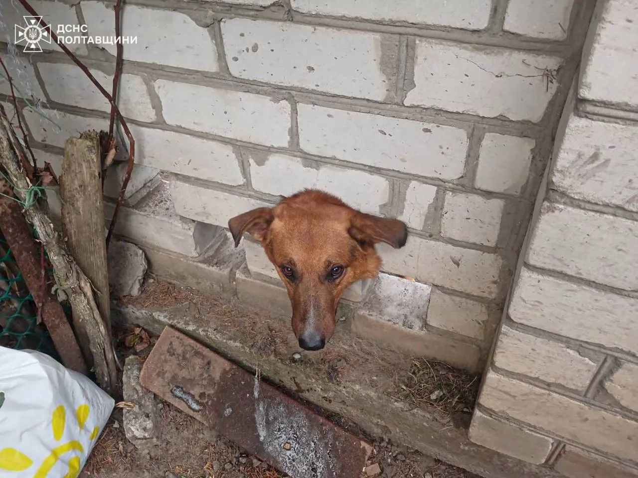 У Кременчуці рятувальники допомогли безпритульному собаці, який застряг у цегляному паркані
