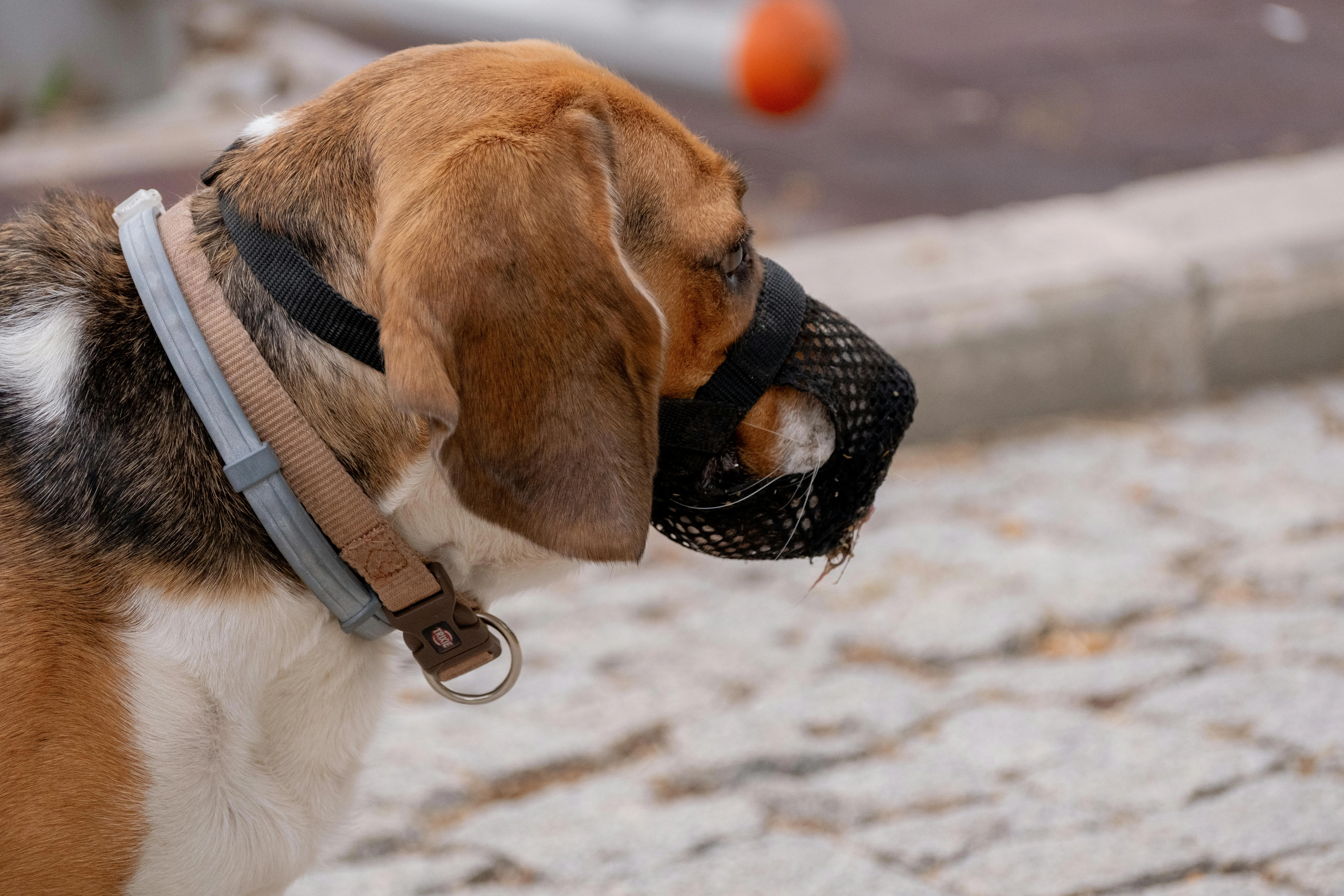 У центрі Полтави на місцевих жителів напали собаки: на власника тварин склали адмінматеріали