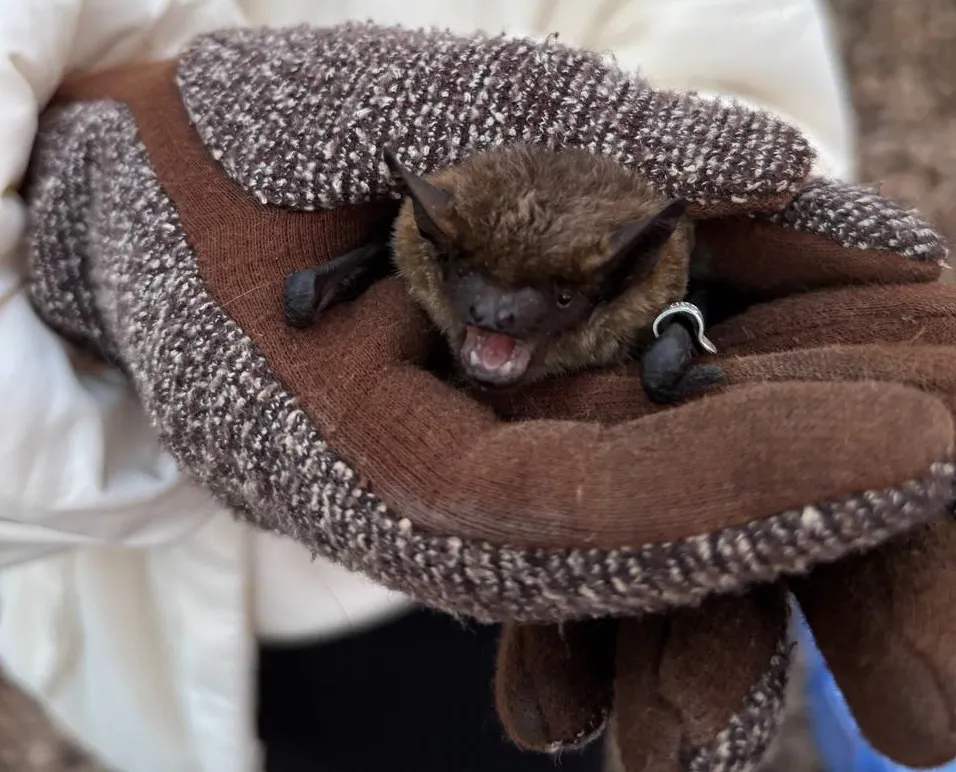 У Полтаві в природу випустили пів тисячі кажанів