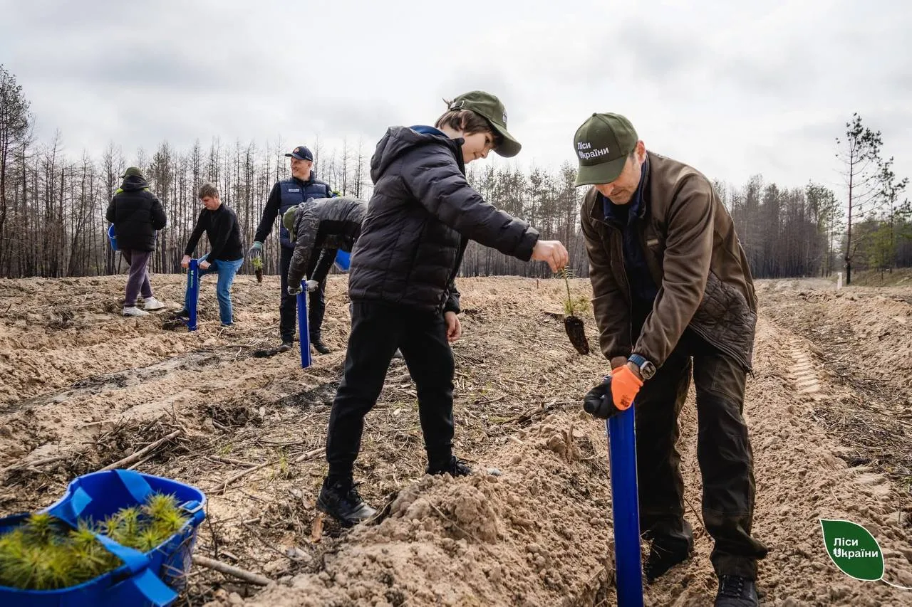 На Полтавщині відновлюють ліси після масштабної пожежі
