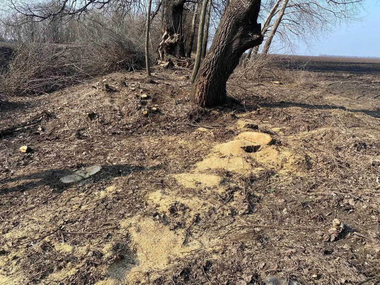 На Полтавщині виявили масову незаконну вирубку дерев 