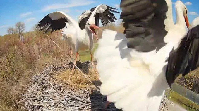 На Полтавщині у лелечому гнізді сталася сутичка між птахами