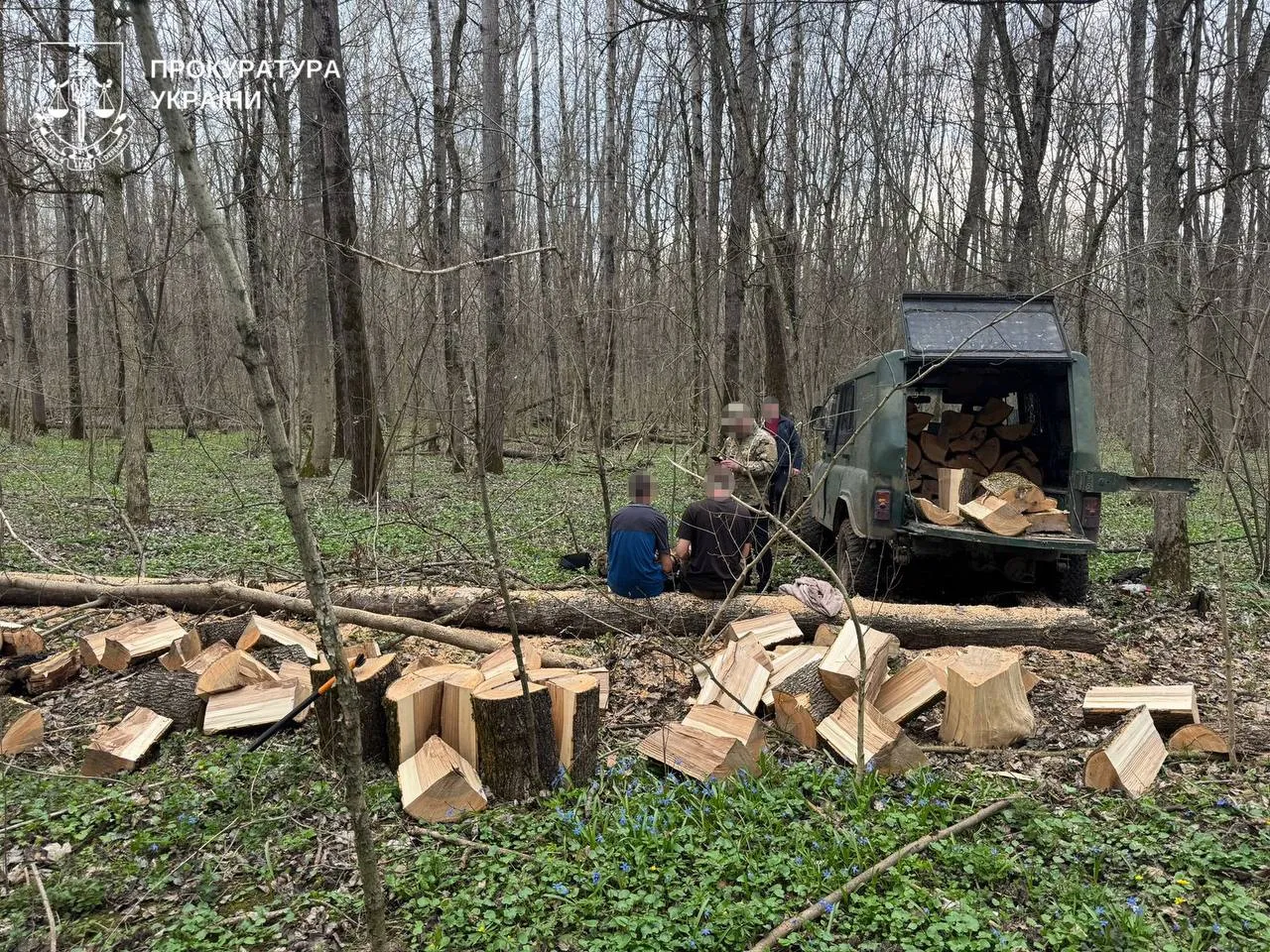 На Полтавщині двох чоловіків підозрюють у незаконній порубці дубів